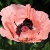 Princess Louise Oriental Poppy 1 Princess Louise Oriental Poppy -Floral Haven Store papaver orientale princess louise oriental poppy