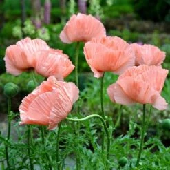 Princess Louise Oriental Poppy 9 Princess Louise Oriental Poppy -Floral Haven Store papaver orientale princess louise oriental poppy 2