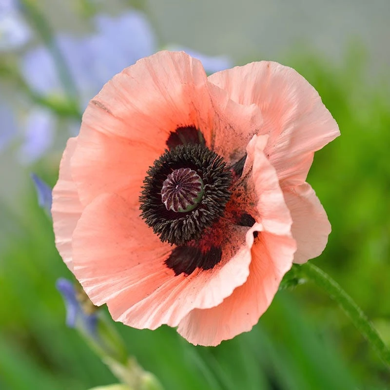 Princess Louise Oriental Poppy 5 Princess Louise Oriental Poppy - Image 3