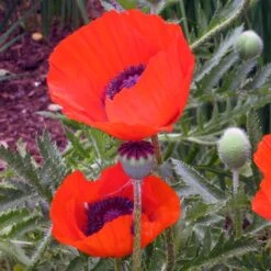 Brilliant Oriental Poppy -Floral Haven Store papaver brilliant andrea ogden 3 1 1