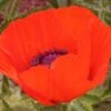 Brilliant Oriental Poppy -Floral Haven Store papaver brilliant andrea ogden web 1 1