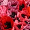 Fruit Punch Oriental Poppy 1 Fruit Punch Oriental Poppy -Floral Haven Store papaver fruit punch oriental poppy 1