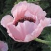 Coral Reef Oriental Poppy 2 Coral Reef Oriental Poppy -Floral Haven Store papaver orientale coral reef