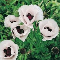 Royal Wedding Oriental Poppy 9 Royal Wedding Oriental Poppy -Floral Haven Store papaver orientale royal wedding 1