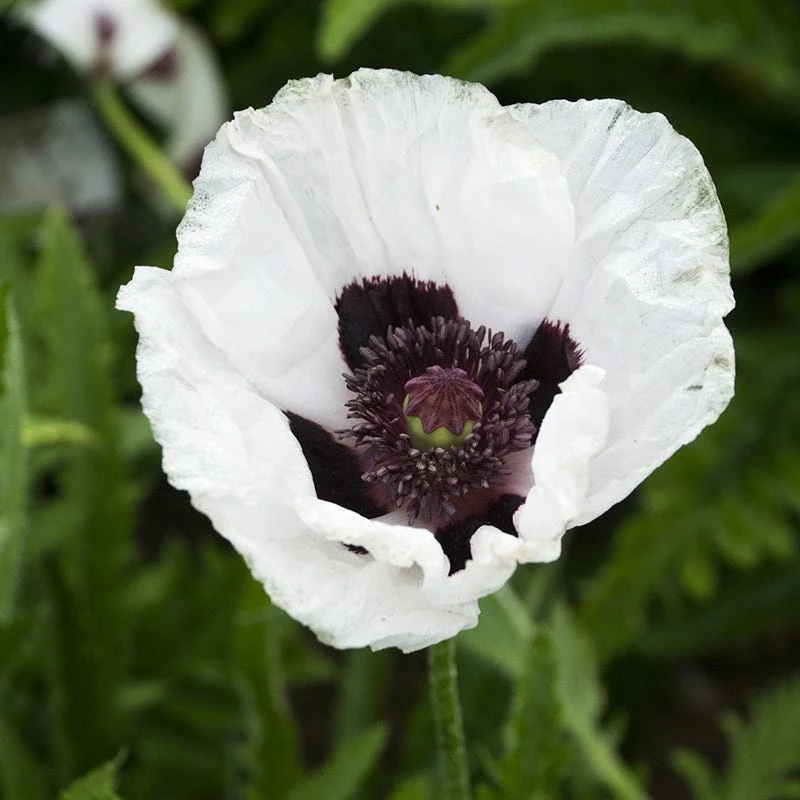 Royal Wedding Oriental Poppy 4 Royal Wedding Oriental Poppy - Image 2