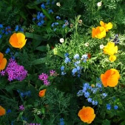 Partial Shade Wildflower Seed Mix 9 Partial Shade Wildflower Seed Mix -Floral Haven Store partial shade wildflower mix 1