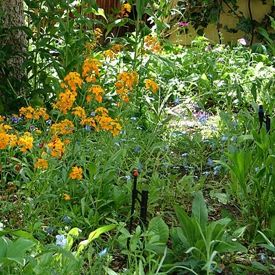 Partial Shade Wildflower Seed Mix 4 Partial Shade Wildflower Seed Mix - Image 2