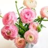 Pastel Ranunculus Mix -Floral Haven Store pastel ranunculus mix vase pink peach white