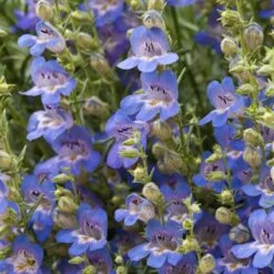 Blue Lips Penstemon 11 Blue Lips Penstemon -Floral Haven Store penstemon blue lips beardtongue