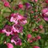 Red Rocks® Penstemon -Floral Haven Store penstemon mexicali red rocks 75796p 2