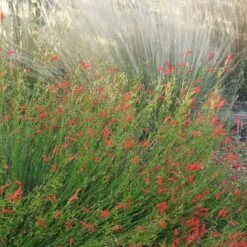 Pineleaf Penstemon 8 Pineleaf Penstemon -Floral Haven Store penstemon pinifolious with nassella cropped