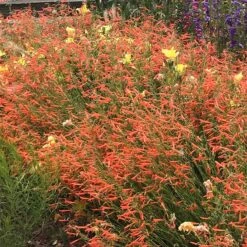 Luminous Pineleaf Penstemon 7 Luminous Pineleaf Penstemon -Floral Haven Store penstemon pinifolius luminous