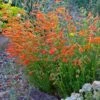 Luminous Pineleaf Penstemon -Floral Haven Store penstemon pinnifolius luminous cc 1 2