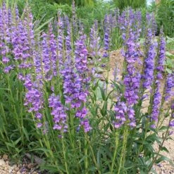 Floral Haven Store -Floral Haven Store penstemon strictus 1