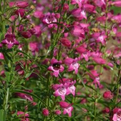 Red Rocks® Penstemon -Floral Haven Store penstemon x mexicali red rocks 21 plant select 1