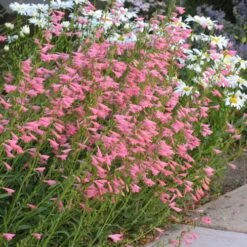Floral Haven Store -Floral Haven Store penstemon barbatus elfin pink 75718 2 web