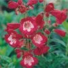 Rubycunda Penstemon 1 Rubycunda Penstemon -Floral Haven Store penstemon barbatus rubycunda 75802 web