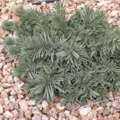 Blue Lips Penstemon 10 Blue Lips Penstemon -Floral Haven Store penstemon blue lips 78798 3 web