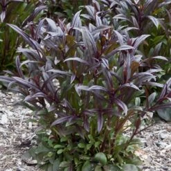 Dark Towers Penstemon -Floral Haven Store penstemon dark towers 02 35 1