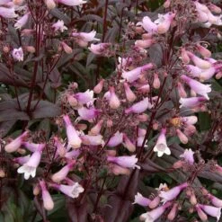 Dark Towers Penstemon -Floral Haven Store penstemon dark towers 2b