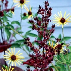 Dark Towers Penstemon -Floral Haven Store penstemon dark towers 3b