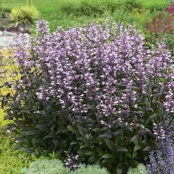 Dark Towers Penstemon -Floral Haven Store penstemon dark towers walters gardens cropped