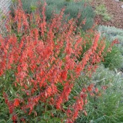 Firecracker Penstemon Richfield Strain -Floral Haven Store penstemon eatonii ex. monroe canyon ritchfield ut cropped