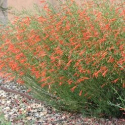 Floral Haven Store 52 Pineleaf Penstemon