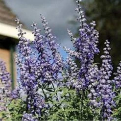 Lacey Blue Russian Sage 7 Lacey Blue Russian Sage -Floral Haven Store perovskia atriplicifolia lacy blue 76615 2 web
