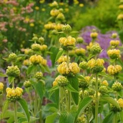 Hardy Jerusalem Sage (Phlomis) 9 Hardy Jerusalem Sage (Phlomis) -Floral Haven Store phlomis russeliana lampwick plant jerusalum sage 2