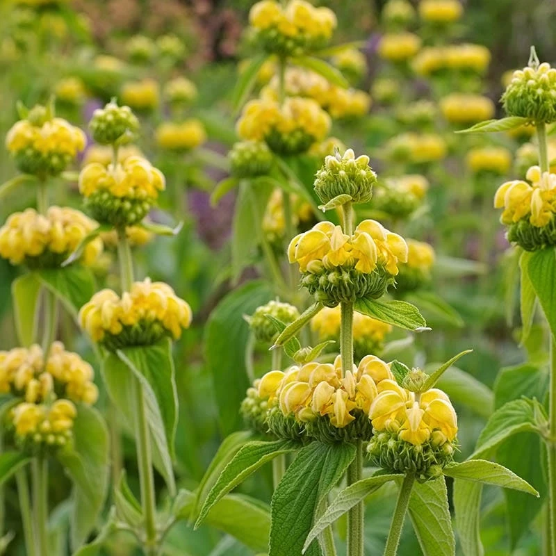 Hardy Jerusalem Sage (Phlomis) 3 Hardy Jerusalem Sage (Phlomis)