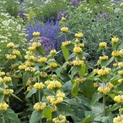 Hardy Jerusalem Sage (Phlomis) 8 Hardy Jerusalem Sage (Phlomis) -Floral Haven Store phlomis russeliana lampwick plant jerusalum sage 4