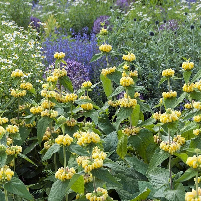 Hardy Jerusalem Sage (Phlomis) 5 Hardy Jerusalem Sage (Phlomis) - Image 3