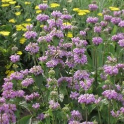 Kashmir False Sage (Phlomis) -Floral Haven Store phlomis cashmeriana 77103 1 web
