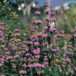 Kashmir False Sage (Phlomis) -Floral Haven Store phlomis cashmeriana 77103 3 web