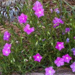 Perfect Pink Santa Fe Phlox -Floral Haven Store phlox nana perfect pink 1