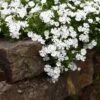 Snowflake Creeping Phlox -Floral Haven Store phlox subulata snowflake 1