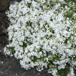 Snowflake Creeping Phlox -Floral Haven Store phlox subulata snowflake 3