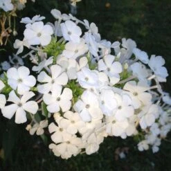 David Garden Phlox -Floral Haven Store phlox david 1 2