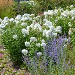 David Garden Phlox -Floral Haven Store phlox david and perovskia 2 1 1