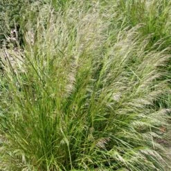 Pixie Fountain Tufted Hair Grass
