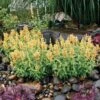 Poquito™ Butter Yellow Agastache 1 Poquito™ Butter Yellow Agastache -Floral Haven Store poquito butter yellow agastache 1