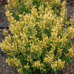 Poquito™ Butter Yellow Agastache -Floral Haven Store poquito butter yellow agastache 3