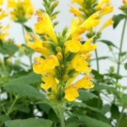 Poquito™ Butter Yellow Agastache -Floral Haven Store poquito butter yellow agastache 4