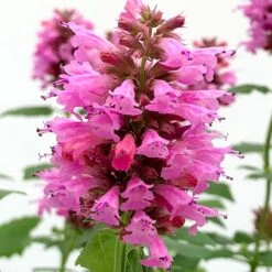 Poquito™ Lavender Agastache -Floral Haven Store poquito lavender agastache close up