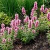 Poquito™ Lavender Agastache -Floral Haven Store poquito lavender agastache garden