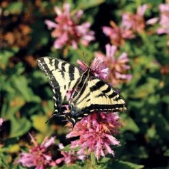 Poquito™ Lavender Agastache -Floral Haven Store poquito lavender agastache pollinator