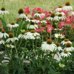 PowWow® White Echinacea 8 PowWow® White Echinacea -Floral Haven Store pow wow white echinacea