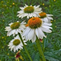 Floral Haven Store -Floral Haven Store powwow white echinacea walters garden 1