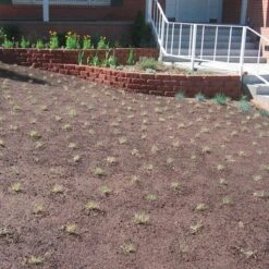 Prestige™ Buffalo Grass Plugs -Floral Haven Store prestige just planted plugs close 1